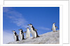 Chinstrap Penguins Descending Ridge by Anonymous