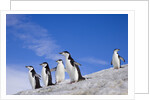 Chinstrap Penguins Descending Ridge by Anonymous