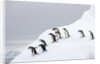 Penguins Walking to Edge of Iceberg by Anonymous