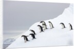 Penguins Walking to Edge of Iceberg by Anonymous