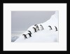 Penguins Walking to Edge of Iceberg by Anonymous