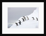 Penguins Walking to Edge of Iceberg by Anonymous