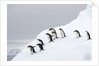Penguins Walking to Edge of Iceberg by Anonymous