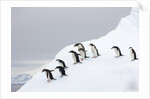 Penguins Walking to Edge of Iceberg by Anonymous
