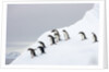 Penguins Walking to Edge of Iceberg by Anonymous