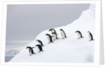 Penguins Walking to Edge of Iceberg by Anonymous