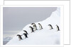 Penguins Walking to Edge of Iceberg by Anonymous