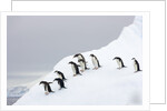 Penguins Walking to Edge of Iceberg by Anonymous