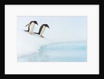 Gentoo Penguins Preparing to Jump in Water by Anonymous