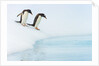 Gentoo Penguins Preparing to Jump in Water by Anonymous