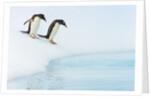 Gentoo Penguins Preparing to Jump in Water by Anonymous