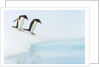 Gentoo Penguins Preparing to Jump in Water by Anonymous