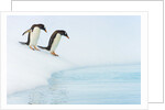 Gentoo Penguins Preparing to Jump in Water by Anonymous