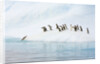 Gentoo Penguins Leaving Iceberg by Anonymous