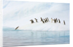 Gentoo Penguins Leaving Iceberg by Anonymous