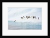 Gentoo Penguins Leaving Iceberg by Anonymous