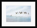 Gentoo Penguins Leaving Iceberg by Anonymous