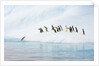 Gentoo Penguins Leaving Iceberg by Anonymous