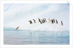 Gentoo Penguins Leaving Iceberg by Anonymous