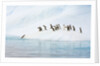 Gentoo Penguins Leaving Iceberg by Anonymous