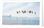 Gentoo Penguins Leaving Iceberg by Anonymous