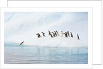 Gentoo Penguins Leaving Iceberg by Anonymous