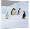 Penguins Standing on Iceberg by Anonymous