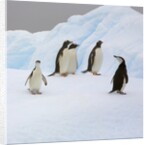 Penguins Standing on Iceberg by Anonymous