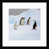 Penguins Standing on Iceberg by Anonymous