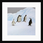 Penguins Standing on Iceberg by Anonymous