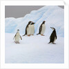 Penguins Standing on Iceberg by Anonymous