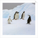 Penguins Standing on Iceberg by Anonymous