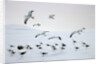 Flock of Dominican Gulls on Iceberg by Anonymous