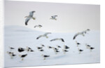 Flock of Dominican Gulls on Iceberg by Anonymous