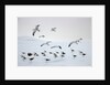 Flock of Dominican Gulls on Iceberg by Anonymous