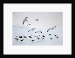 Flock of Dominican Gulls on Iceberg by Anonymous