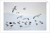 Flock of Dominican Gulls on Iceberg by Anonymous