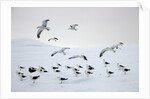 Flock of Dominican Gulls on Iceberg by Anonymous