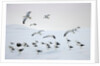 Flock of Dominican Gulls on Iceberg by Anonymous