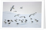 Flock of Dominican Gulls on Iceberg by Anonymous