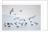 Flock of Dominican Gulls on Iceberg by Anonymous