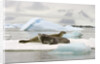 Crabeater Seals Resting on Ice Floe by Anonymous