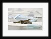 Crabeater Seals Resting on Ice Floe by Anonymous