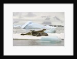 Crabeater Seals Resting on Ice Floe by Anonymous