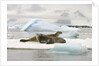 Crabeater Seals Resting on Ice Floe by Anonymous