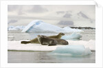 Crabeater Seals Resting on Ice Floe by Anonymous