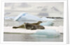Crabeater Seals Resting on Ice Floe by Anonymous
