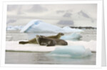 Crabeater Seals Resting on Ice Floe by Anonymous