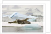 Crabeater Seals Resting on Ice Floe by Anonymous
