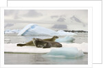 Crabeater Seals Resting on Ice Floe by Anonymous